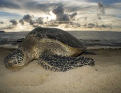 Turtle beach on Oahu. Taken topside after a snorkeling trip. by Gary Ramey 